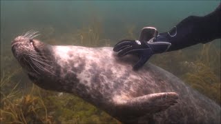 Seals Are Actually Ocean Puppies | Funny Seal Video Compilation