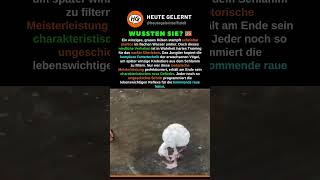 Dieser tollpatschige Tanz entscheidet über Leben und Tod 😳 46% #shorts