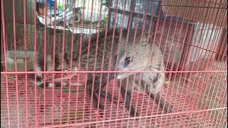 Musang Rase jantan Birahi
