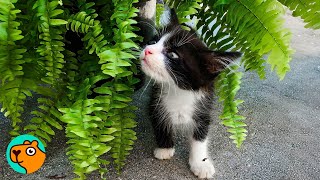 Kittens Reaction To Meeting Dog Will Melt Your Heart Cuddle Buddies