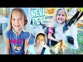 GETTING OUR 6 YEAR OLD DAUGHTER HER DREAM PET!!