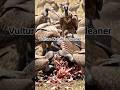 “Savanna’s Circle of Life: From Predator to Scavenger” #SavannaCycle#CircleOfLife#EpicWildlife