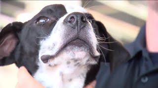Puppy finds new home after owner dies in DeSoto County house fire