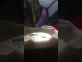 Act slowed - Kyra