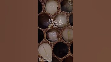 واوحى ربك إلى النحل #تلاوة_خاشعة #قرآن #عبدالباسط_عبدالصمد #محمد صديق المنشاوي