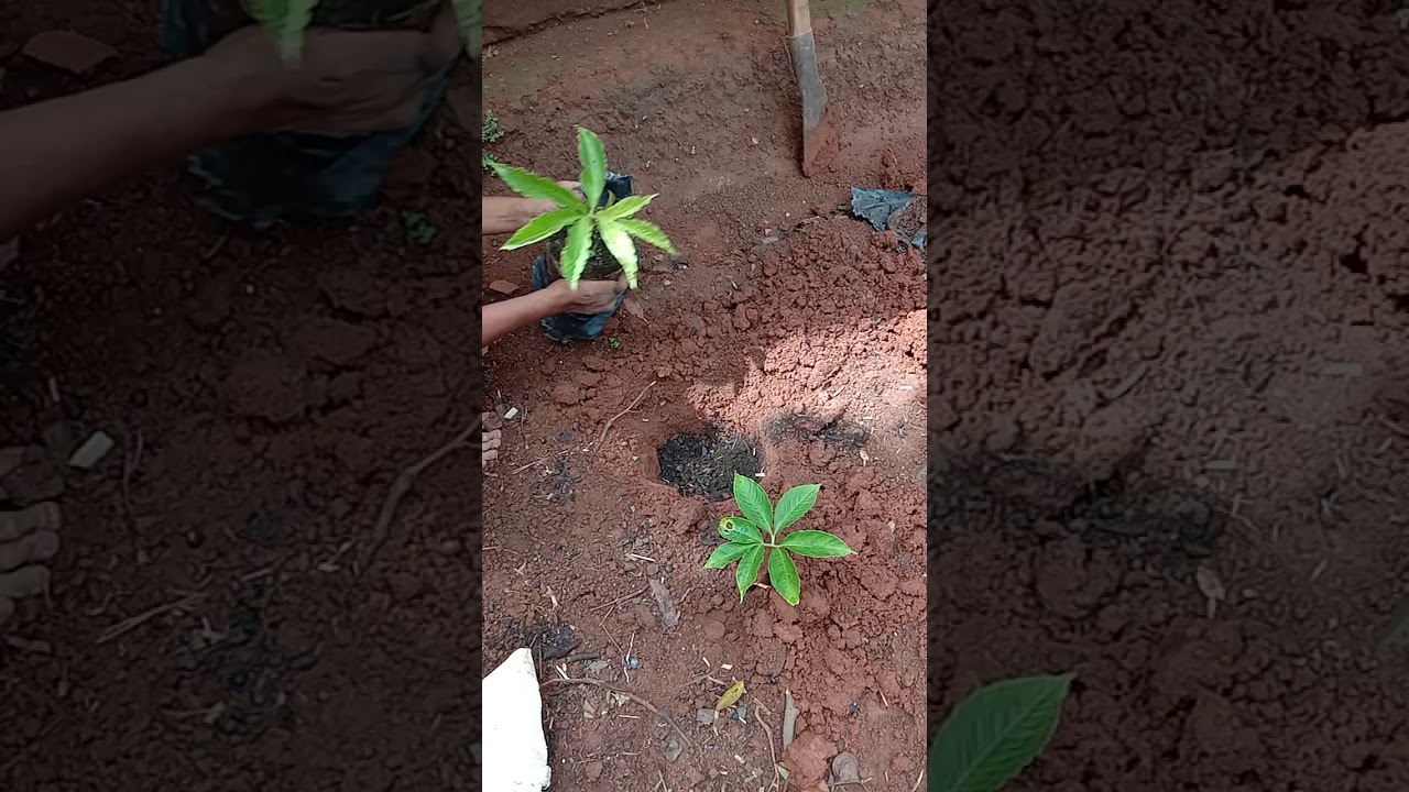 Cara menanam porang 