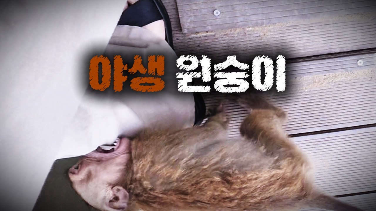 베트남 야생 원숭이섬 가보기