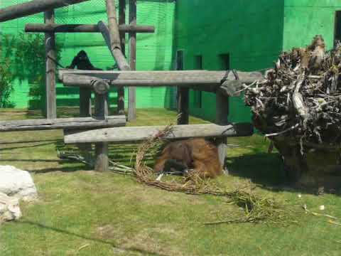 Buff-cheeked gibbon teases orangutan