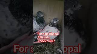 #sabse #saste #kabutar #sel #Bhopal #highflyerkabutar #bajari #kabootar#trendingshorts #viralvideo