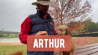 Arthur the Mini Labradoodle