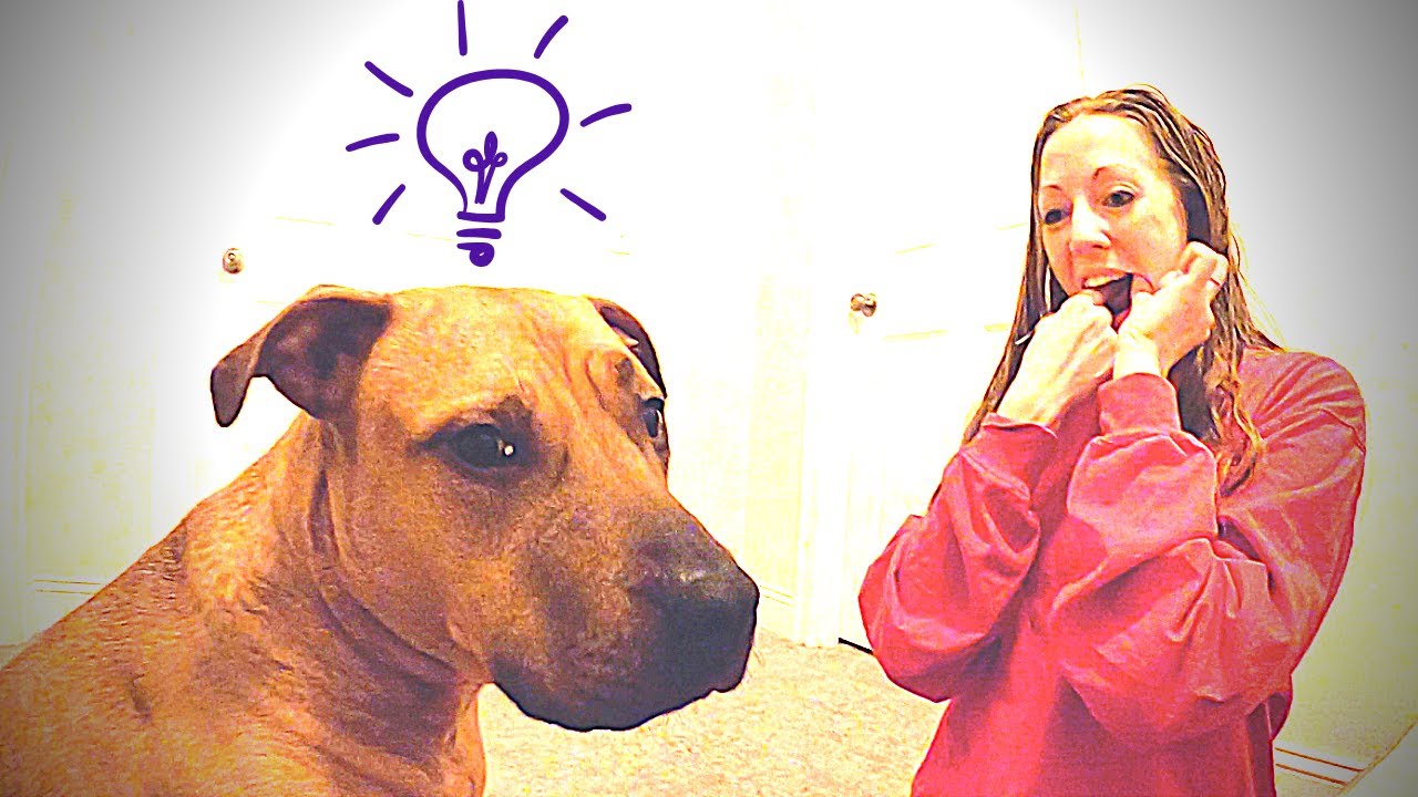 Flossing Dog Our Dog Loves to Floss! YouTube