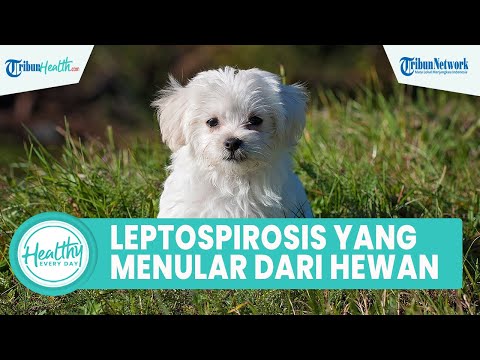 Video: 4 Cara Mengenali Gejala Leptospirosis