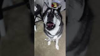 My husky speaks perfect English!!  #dogshorts #huskies #dogs #shorts