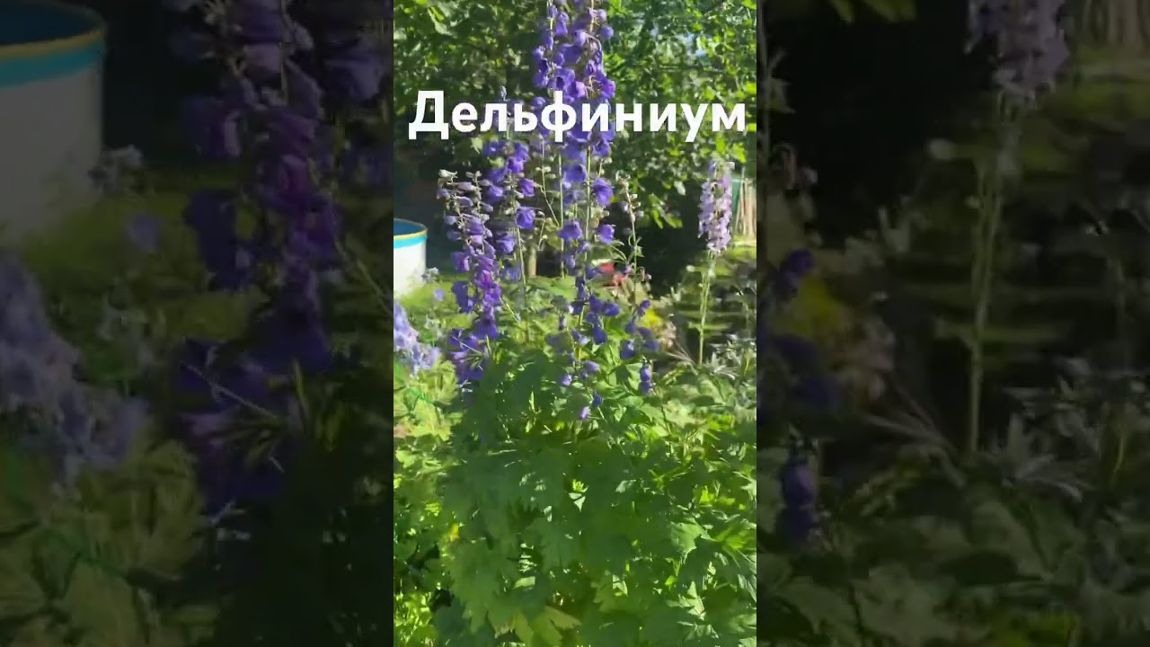 Дельфиниум 