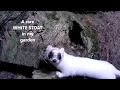 Robert E Fuller: White Stoat