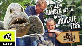 Stikker hånden ned til den ondeste - | Bidt, brændt og - YouTube