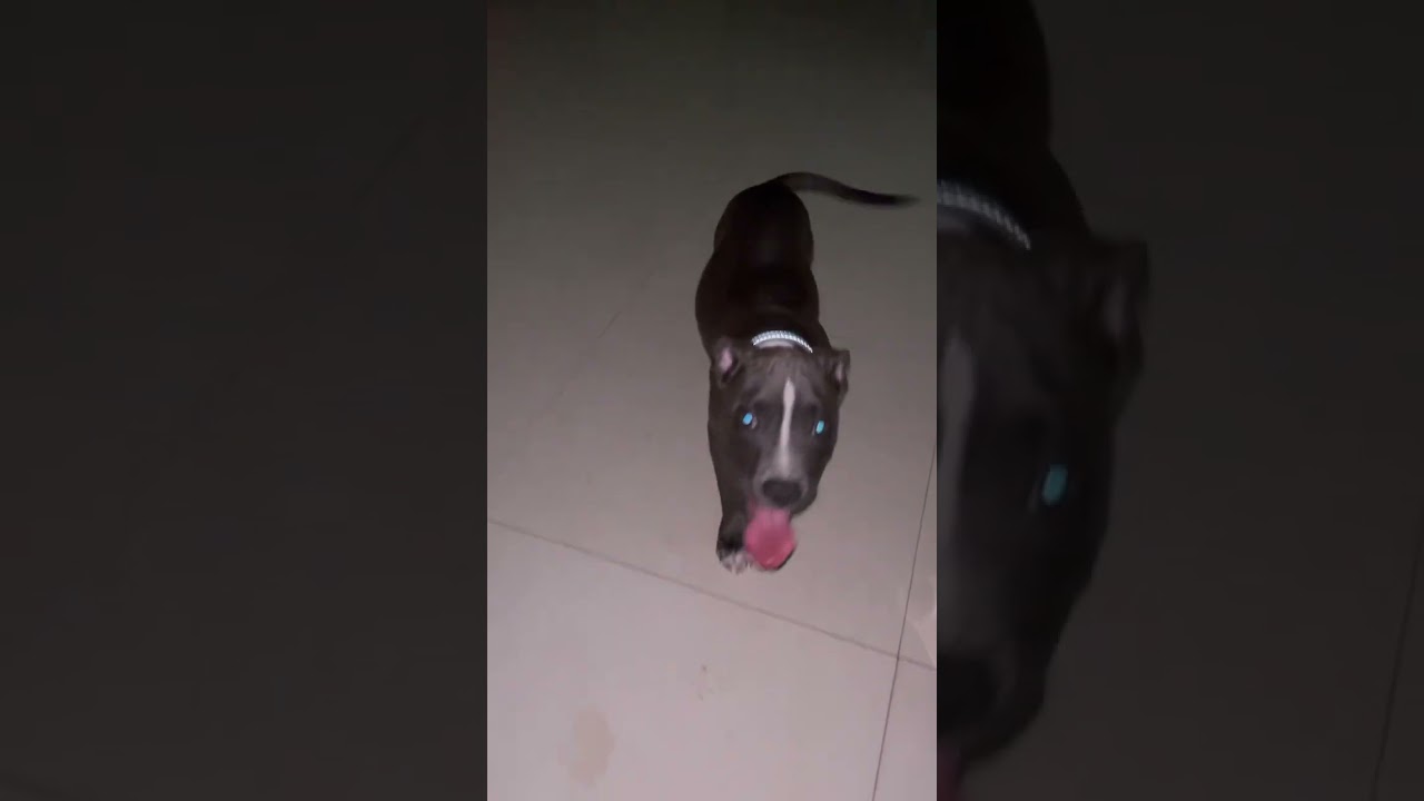 Onyx the great  learns to fetch 💪🏾😤 