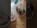 Funny cat and kittens behaviour 🐾 #cat #kittens #funnycats #funnyanimals #cuteanimals #cute #pets #