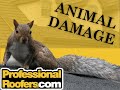 Animals can cause ALOT of damage!