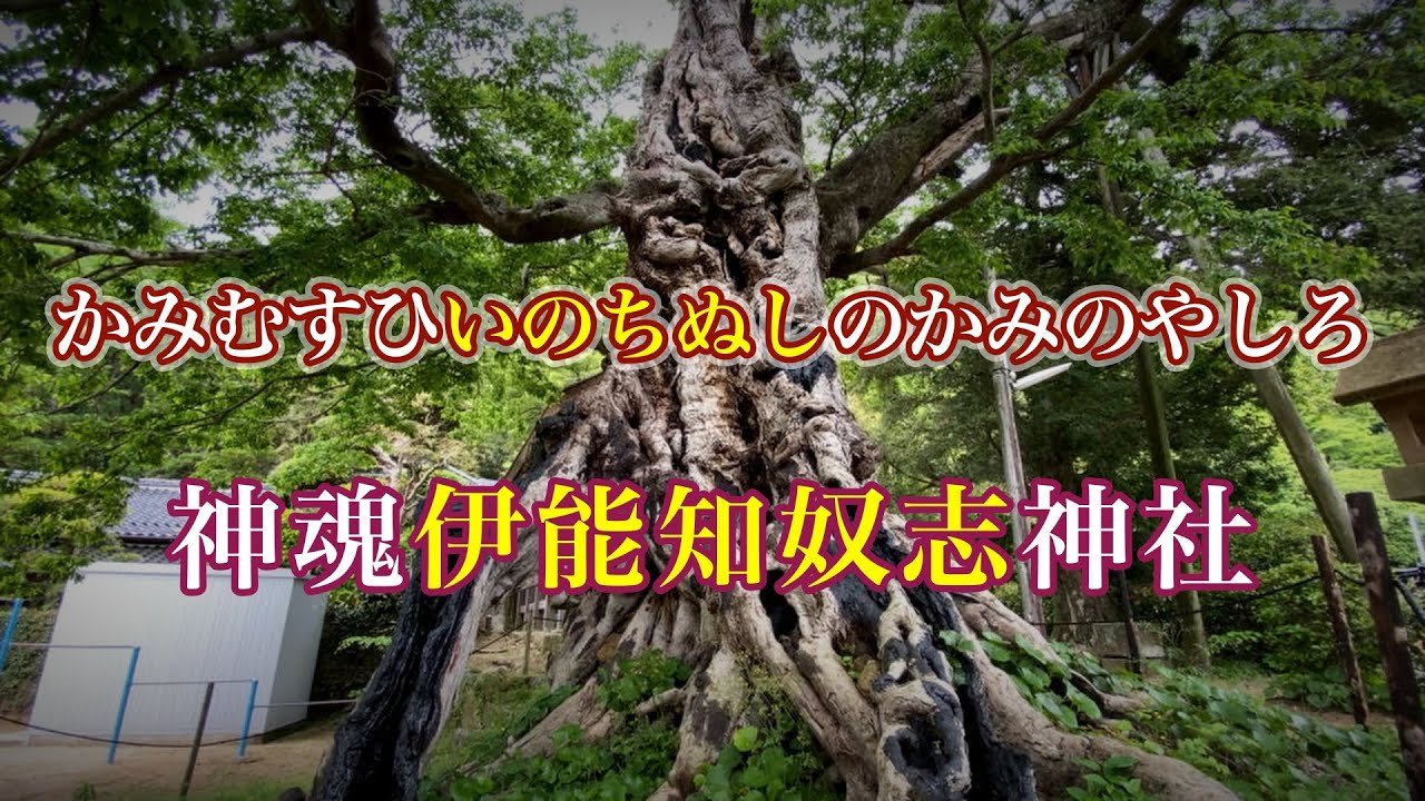 大地の恵みを祀る古代祭祀場⚠️生命力の源でグラウディング⚠️椋の巨木🌳出雲大社摂社：神魂伊能知奴志神社⛩遠隔参拝