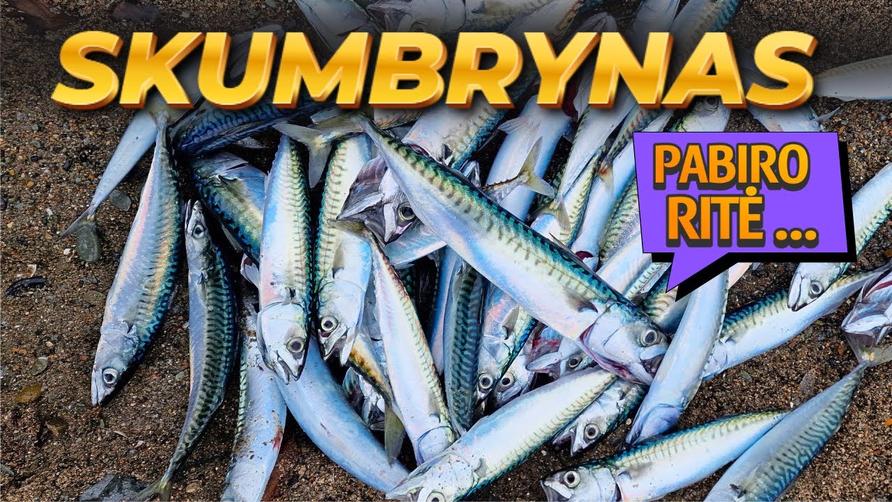 𝐒𝐊𝐔𝐌𝐁𝐑𝐈Ų 𝐁𝐀𝐋𝐈𝐔𝐒 - 𝐏𝐔𝐈𝐊𝐈 Ž𝐕𝐄𝐉𝐘𝐁𝐀 🇮🇪 𝐀𝐈𝐑𝐈𝐉𝐎𝐒 𝐉Ū𝐑𝐎𝐉𝐄 𝐍𝐔𝐎 𝐊𝐑𝐀𝐍𝐓𝐎  #mackerelfishing #mackerelfish 