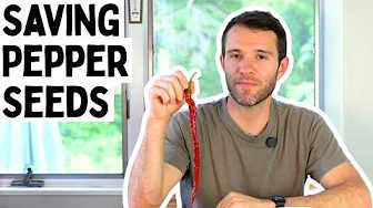 Save Your Own Pepper Seeds (The Easy Way) 🌶️