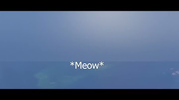 Chinese Navy Meow