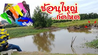 ตกปลาช่อน:เหยื่อยางฟ้าลั่นกัดโหดลั่นคลอง#Snakehead fishing: with rubber bait