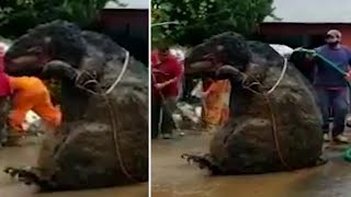 Giant Rat Found In Mexico Sewer Drain