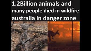 Many animals died in Australia and forest burnt in wild fires and also many people died in Australia