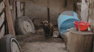 73 dogs rescued from inhumane conditions in Turlock