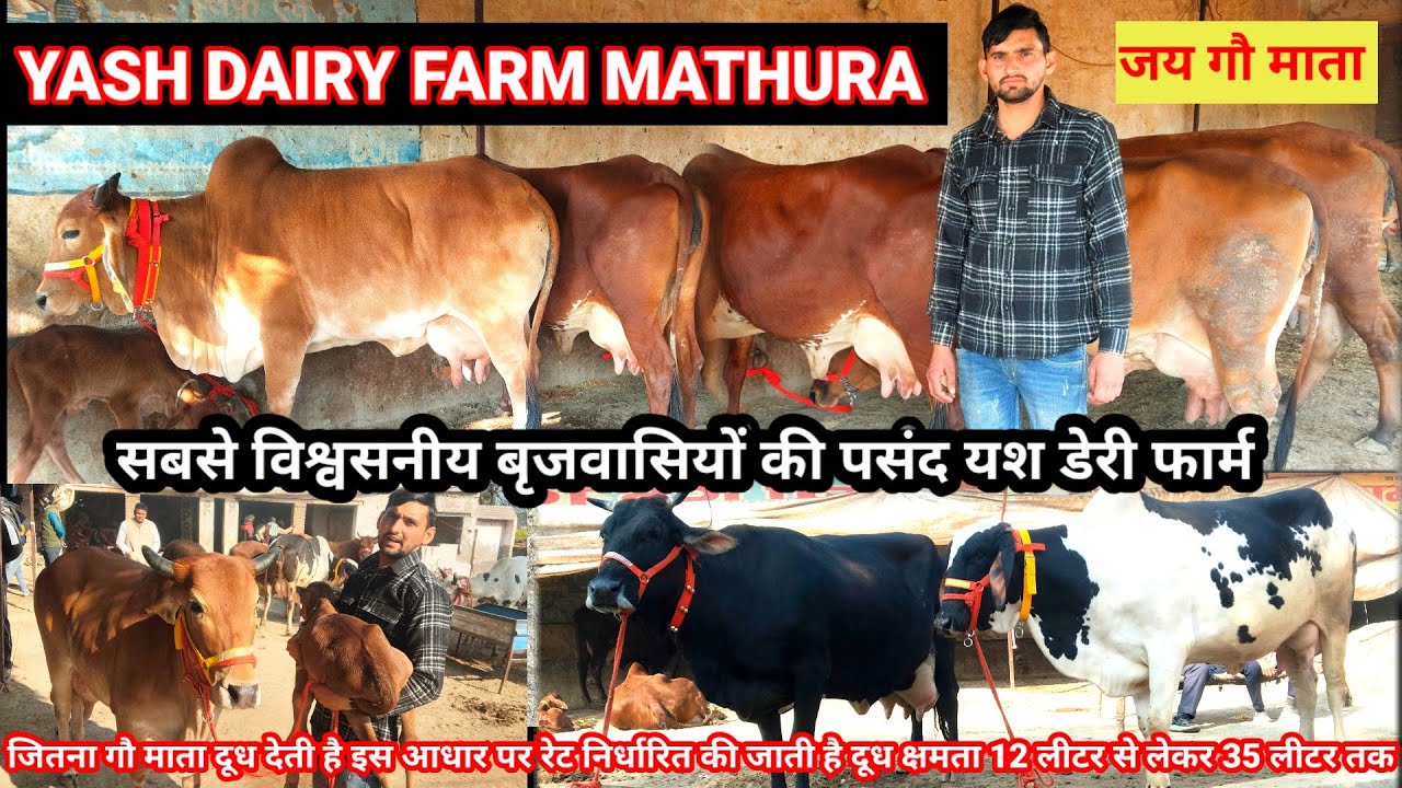 Yash dairy farm mathura | sahiwal gir tharparkar cow for sale | 12 ली दूध से लेकर 35 दूध क्षमता वाली