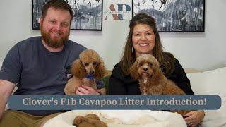 Clover's F1b Cavapoo Litter Introduction! by Adora Perfect Pups 316 views 3 weeks ago 6 minutes, 29 seconds