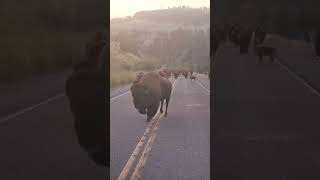 Bison Migration Filmed Up-Close