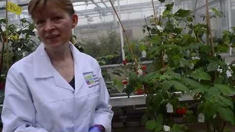 James Hutton Limited, The Raspberry Diaries, Ep 2