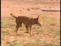 Chroniques de l&#39;Australie sauvage - Episode 7: Le temps des premiers pas.