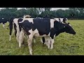 22 Pedigree In Calf Heifers For Sale In Ireland
