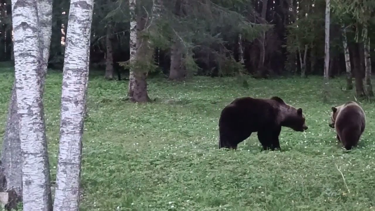 Eurasian Brown Bear mating