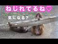 【癒しのひととき】夕方のパンチくんが可愛すぎる。市川市動植物園 「パンチくん」Punch the monkey