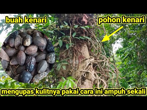 Video: Pemanenan Kenari Hitam - Bagaimana Cara Memanen Kenari Hitam