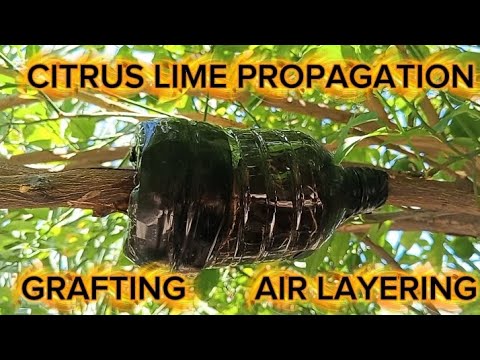 Citrus lime air layering