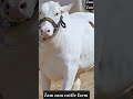 Ramadan Mubarak 🥰 ma sha Allah  #cow #trending #reels #tiktok #ytshorts #shorts #viralking #newreel