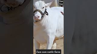Ramadan Mubarak 🥰 ma sha Allah  #cow #trending #reels #tiktok #ytshorts #shorts #viralking #newreel