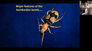 The Bombardier Beetle, Irreducible Complexity & "The Wonders of Creation". Trinity Grace Podcast.
