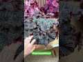 Угадайте сорт бегонии #begonia #бегонии