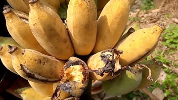 Mẹ ra vườn chặt buồng chuối chín cây và ăn ngay tại gốc