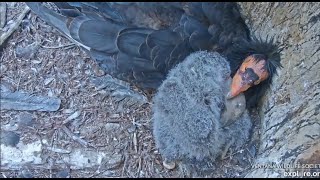 Big Sur CA Condors ~ A Father's Love  Affectionate Cuddle Time For Condor Chick #1031 & Kingpin #67
