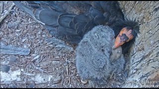 Big Sur CA Condors ~ A Father's Love ♥ Affectionate Cuddle Time For Condor Chick #1031 & Kingpin #67