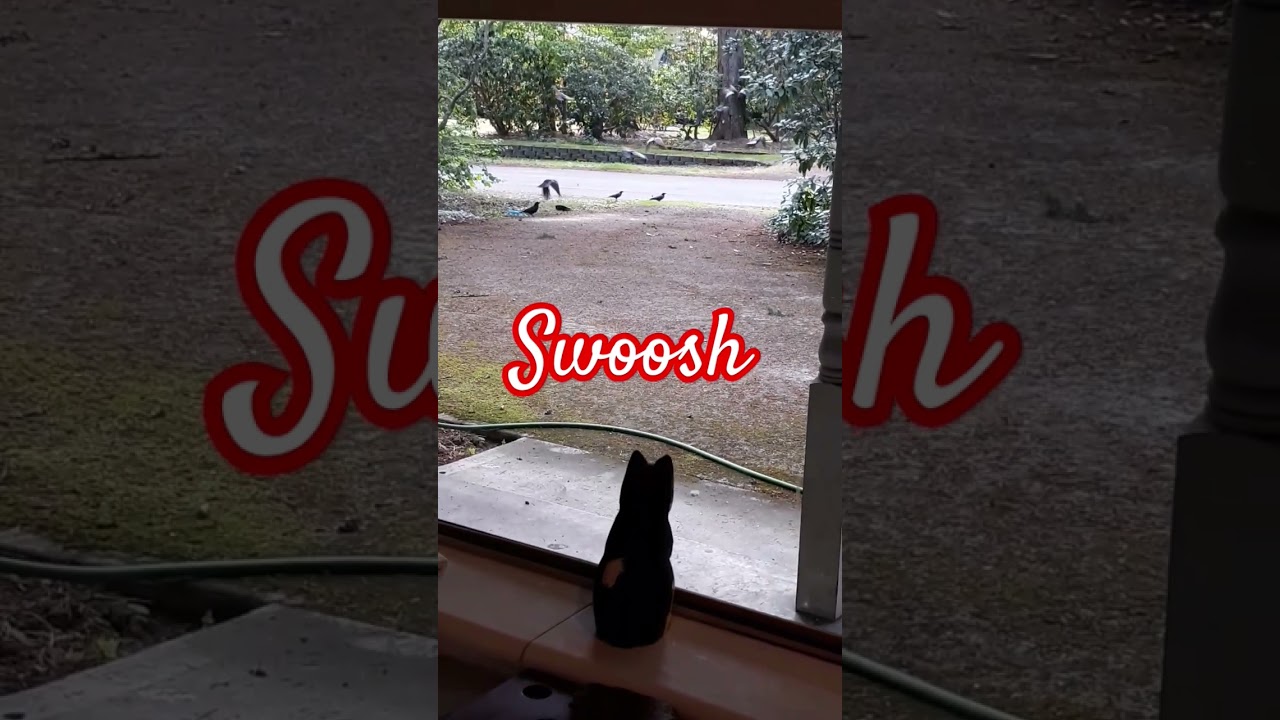 Driveway Crows Take to the Skies 