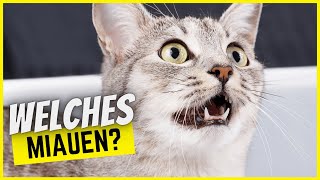 Die 8 extrem unterschiedlichen Gründe, warum Katzen miauen
